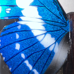 木製蝶々標本ブローチ【キプリスモルフォ】 6枚目の画像