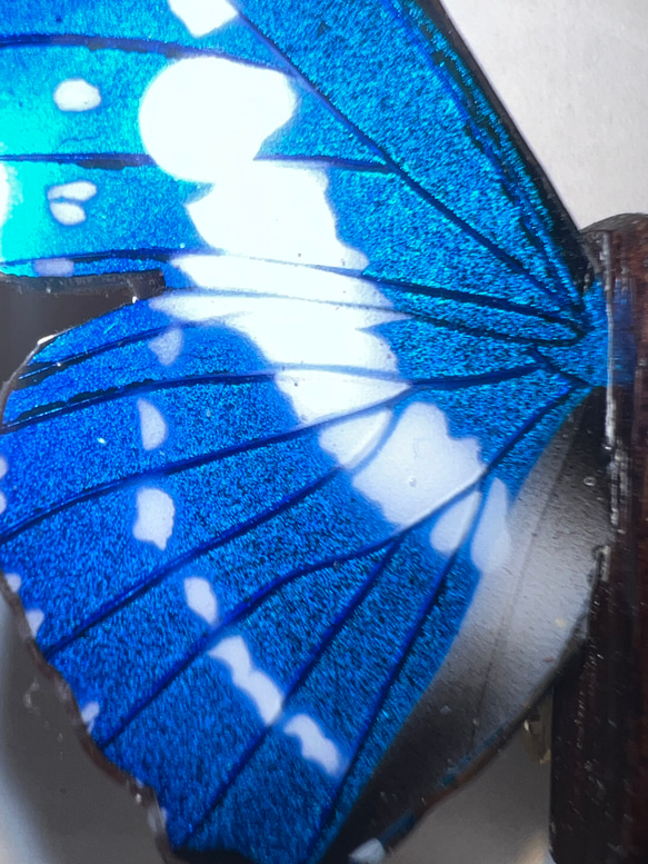 木製蝶々標本ブローチ【キプリスモルフォ】 6枚目の画像