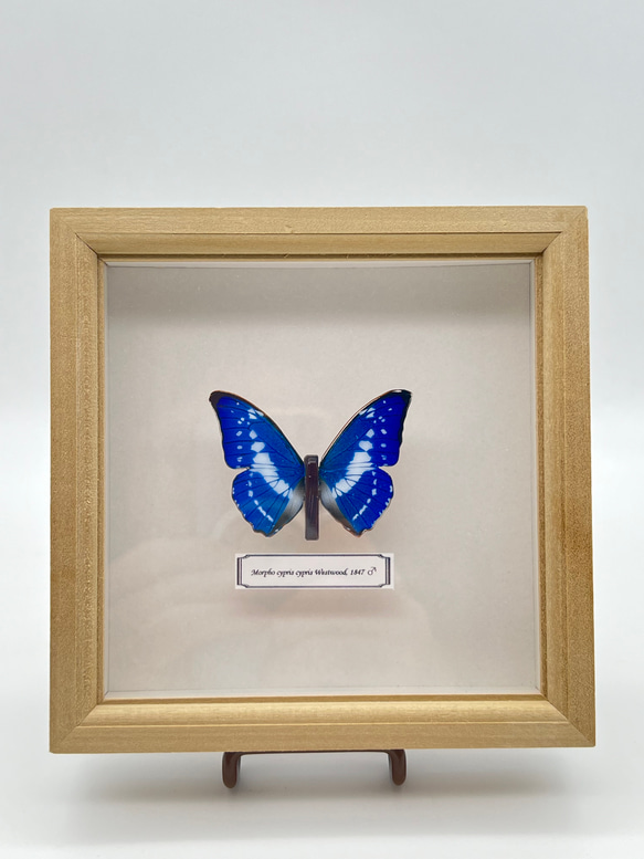 木製蝶々標本ブローチ【キプリスモルフォ】 1枚目の画像