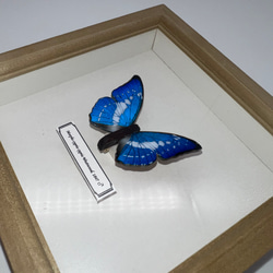 木製蝶々標本ブローチ【キプリスモルフォ】 4枚目の画像