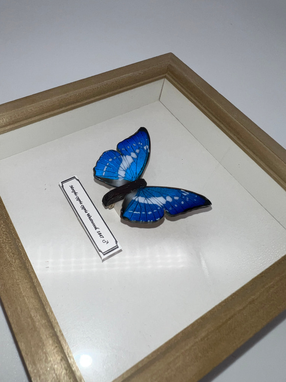 木製蝶々標本ブローチ【キプリスモルフォ】 4枚目の画像