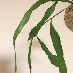 想いを運ぶ！空飛ぶ植物 ☆彡 苔玉ハンギンググリーン  エピフィルム・プミラム（姫月下美人） 2枚目の画像