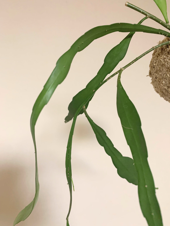 想いを運ぶ！空飛ぶ植物 ☆彡 苔玉ハンギンググリーン  エピフィルム・プミラム（姫月下美人） 2枚目の画像