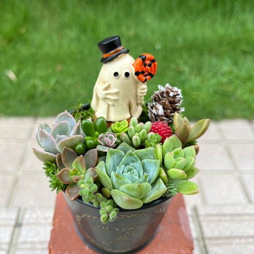 ★多肉植物　寄せ植え〜ブリキ　ハット寄せ〜★ ☆多肉植物寄せ植え〜ブリキハット寄せ〜☆