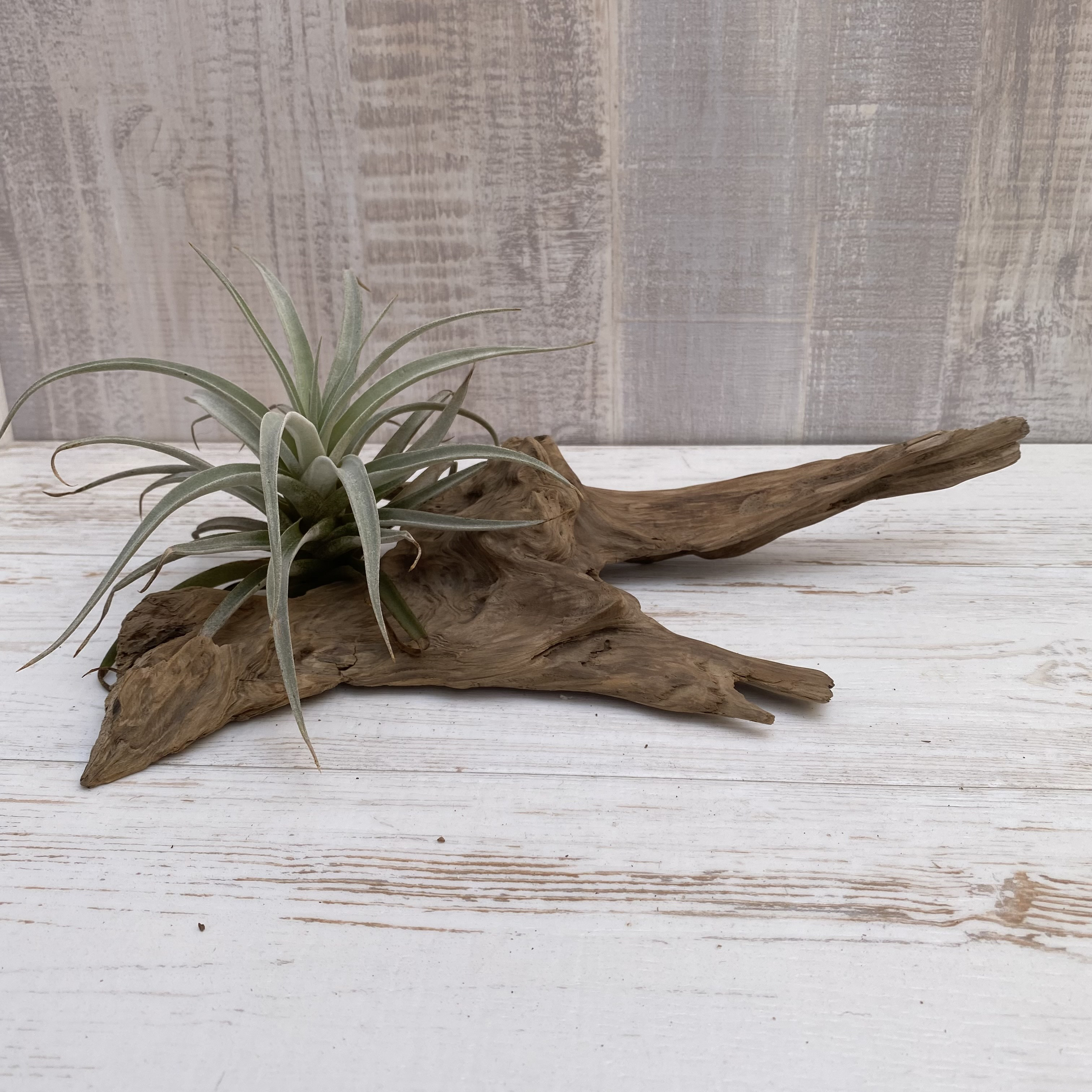 流木 インテリア 計4点 引取のみ 【公式通販】