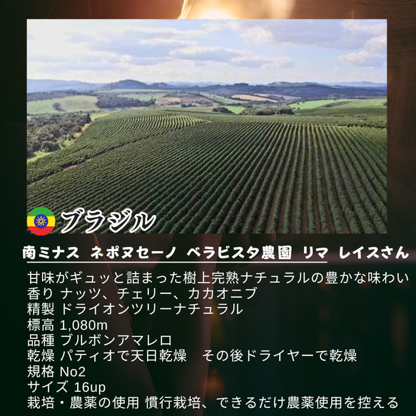 送料無料 お試し価格 選べる 新鮮厳選 炭火自家焙煎コーヒ豆 100g×3個 可愛い猫柄 ねこのめ珈琲 ハンドピック済 3枚目の画像