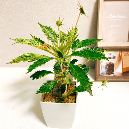 現品］【希少】♡おすすめ♡ ドルステニアホルウッディ 斑入り 観葉  