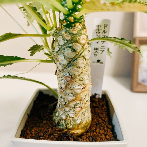 現品］【希少】♡おすすめ♡ ドルステニアホルウッディ 斑入り 観葉  