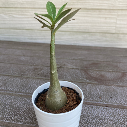 アデニウム　観葉植物 アデニウム | ユニークな塊根植物 アデニウムの育て方 – Jewelry Plant
