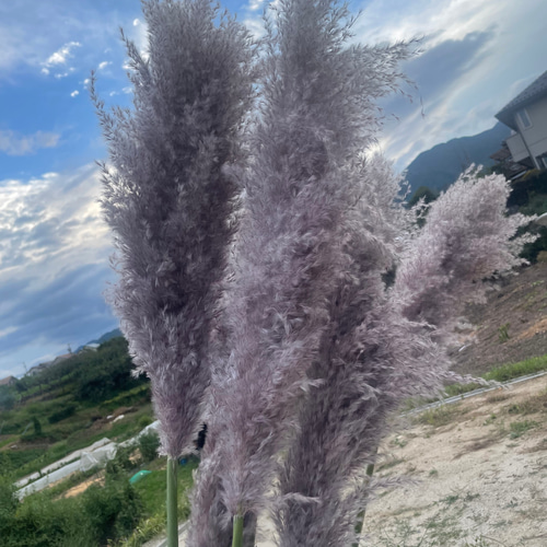 パープルグレー パンパスグラス 5本 ドライフラワー BeLINE 通販