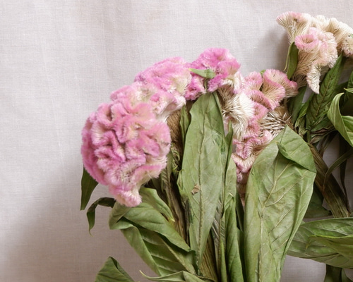 ケイトウ ボンベイ ピンク（3本）60㎝～ フリーズドライフラワー