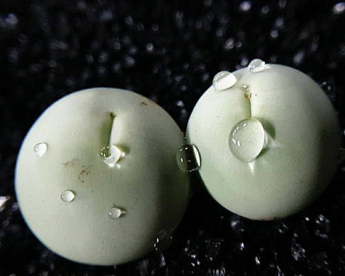 f1118c309d23cc9413a4de9e90ccd4