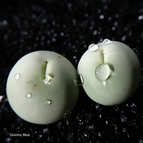 コノフィツム カルキュルス バンジリー 親株 コノフィツム カルキュルス バンジリー 親株 コノフィツム