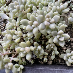 多肉植物　朧月　カット苗 多肉植物 朧月 カット苗10個 多肉植物 pekipeki 通販 16796161