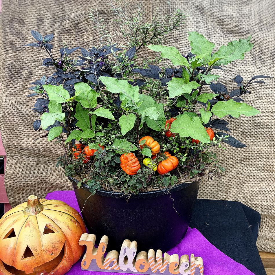 ご購入済み　リメイク鉢　ハロウィン　コウモリ鉢　 黒猫とジャック.オ.ランタン ご購入済み リメイク鉢 ハロウィン コウモリ鉢 黒猫とジャック.オ