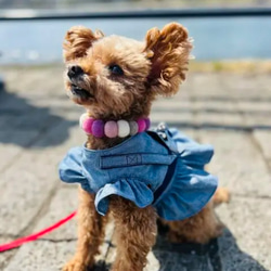 犬猫ハーネス  ダンガリー　袖フリル•裾フリル 11枚目の画像