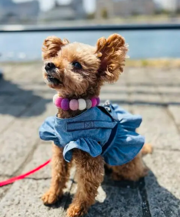 犬猫ハーネス  ダンガリー　袖フリル•裾フリル 11枚目の画像