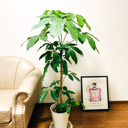 現品］H ブラッサイア 8号 観葉植物 室内 大型 大きめの葉 鉢受け皿
