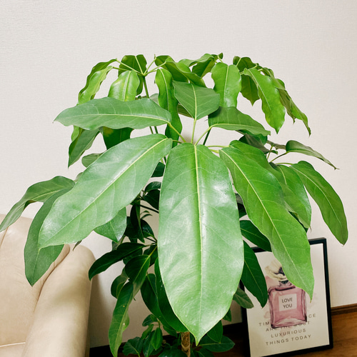 現品］22番 ブラッサイア 8号 観葉植物 室内 大型 鉢受け皿付き