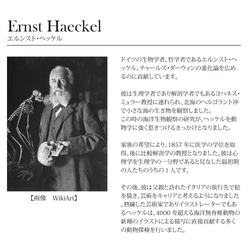 【絵画シューズ】スリッポンスニーカーシューズ （Ernst Haeckel/エルンスト・ヘッケル）『ホヤ』 13枚目の画像