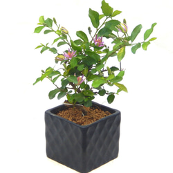 大盃 皐月 さつき サツキ 盆栽 小品盆栽 素おしゃれな盆栽鉢付き ミニ