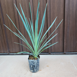ユッカ　ロストラータ　エアーポット鉢植え　苗木　ドライガーデン　南国風 ユッカ ロストラータ エアーポット鉢植え 苗木 ドライガーデン