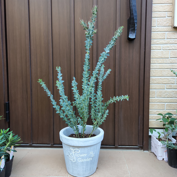 三角の葉が可愛い♪サンカクバアカシア　可愛い鉢植え　観葉植物　ミモザ　シンボルツリー 1枚目の画像