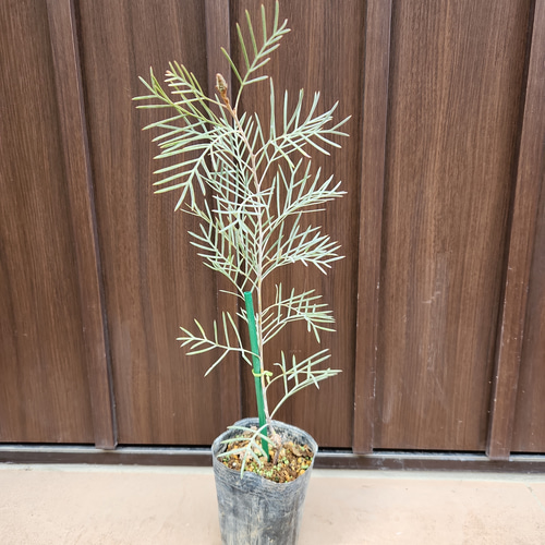 可愛い♪グレビレア ラナマリー ポット苗 オージープランツ 盆栽