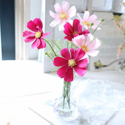 秋桜(コスモス) マジカルウォーター 敬老の日 インテリア ギフト 魔法