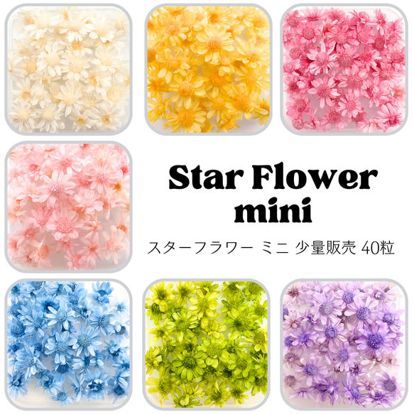 【 スターフラワーミニ 小分け 40枚 】 ドライフラワー 少量 ヘッドのみ 花材 レジン 材料 素材 花素材 1枚目の画像