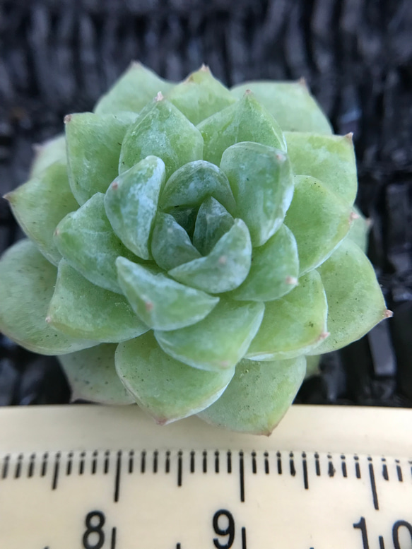 多肉植物 エケベリア ミルクシャーベット 抜き苗