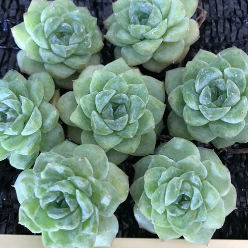 多肉植物 エケベリア ミルクシャーベット 抜き苗 多肉植物 エケベリア ミルクシャーベット 抜き苗