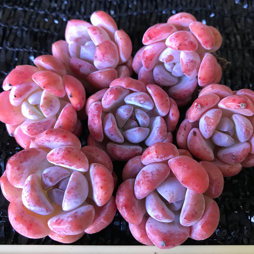 国内外の人気集結！ 多肉植物 エケベリア パウダーシャネルアイスクリーム 抜き苗 フラワー・ガーデニング