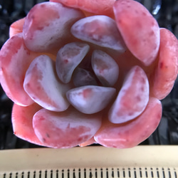 多肉植物　エケベリア　パウダーシャネルアイスクリーム　抜き苗　3cm  1株 2枚目の画像