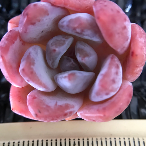 大特価✨希少❤️パウダーシャネルアイスクリーム錦❤️✨