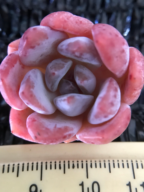 多肉植物　エケベリア　パウダーシャネルアイスクリーム　抜き苗　3cm  1株 2枚目の画像