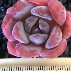 多肉植物　エケベリア　パウダーシャネルアイスクリーム　抜き苗　3cm  1株 1枚目の画像