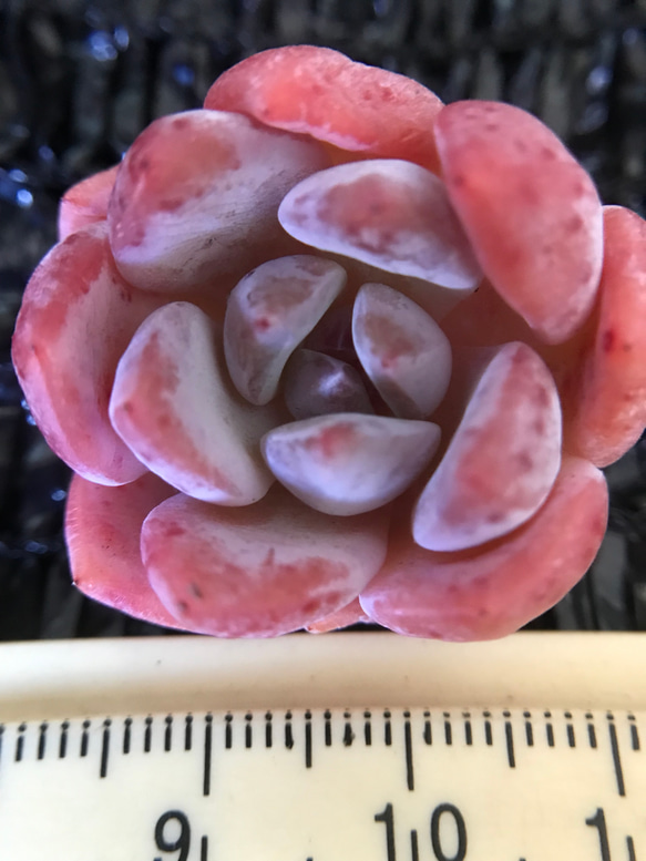 多肉植物　エケベリア　パウダーシャネルアイスクリーム　抜き苗　3cm  1株 1枚目の画像