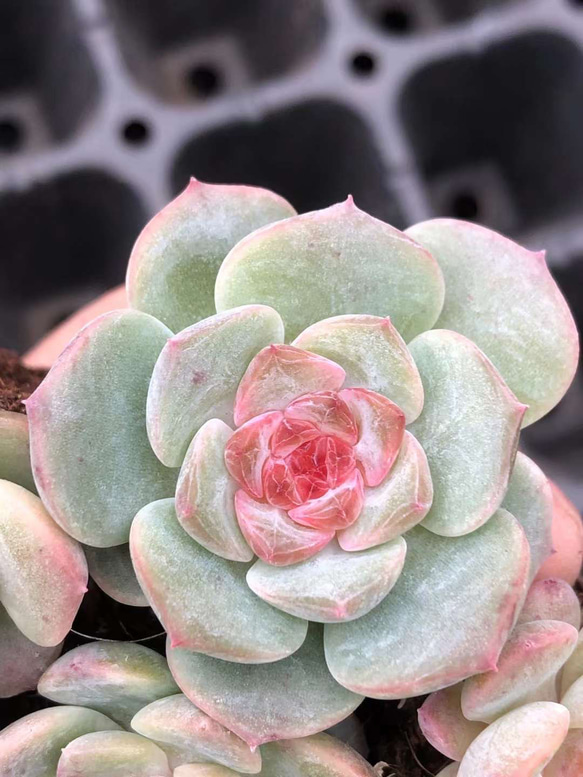 新種　多肉植物　エケベリア　ビンタンシュエリー　抜き苗　3cm  1株 1枚目の画像