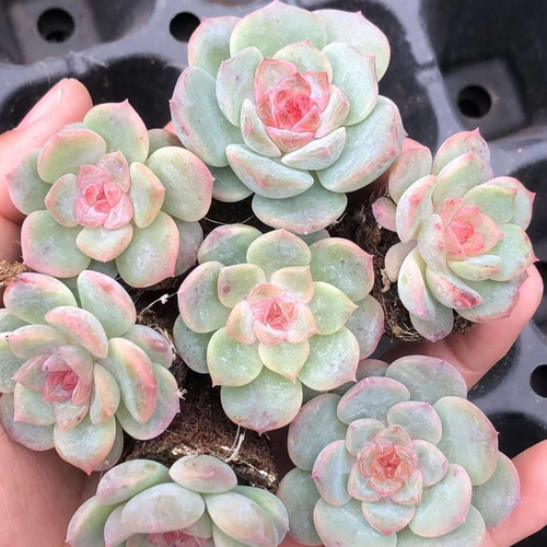 か*ん様 H555　粉花妖（ふんかよう）　16株　抜き苗　多肉植物 エケベリア 16株の抜き苗セット】粉花妖（ふんかよう） 多肉植物 佐川急便