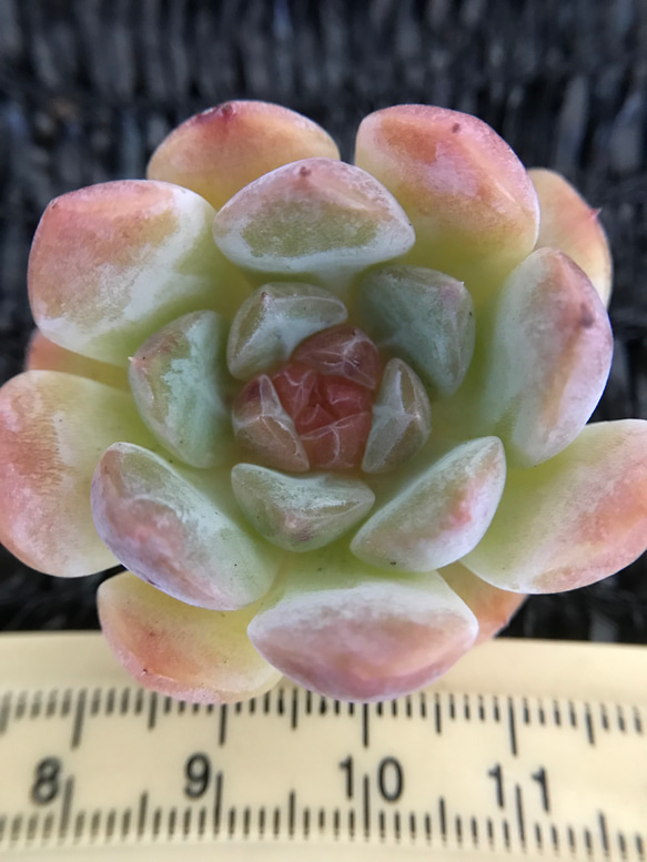 新種 多肉植物 エケベリア 苺ジャムキャンディー 抜き苗 1株 多肉植物