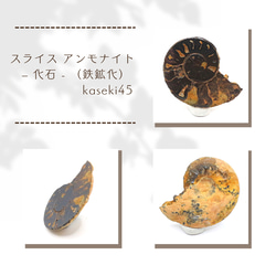 化石 】アンモナイト オードリセラス Audoliceras 異常巻き