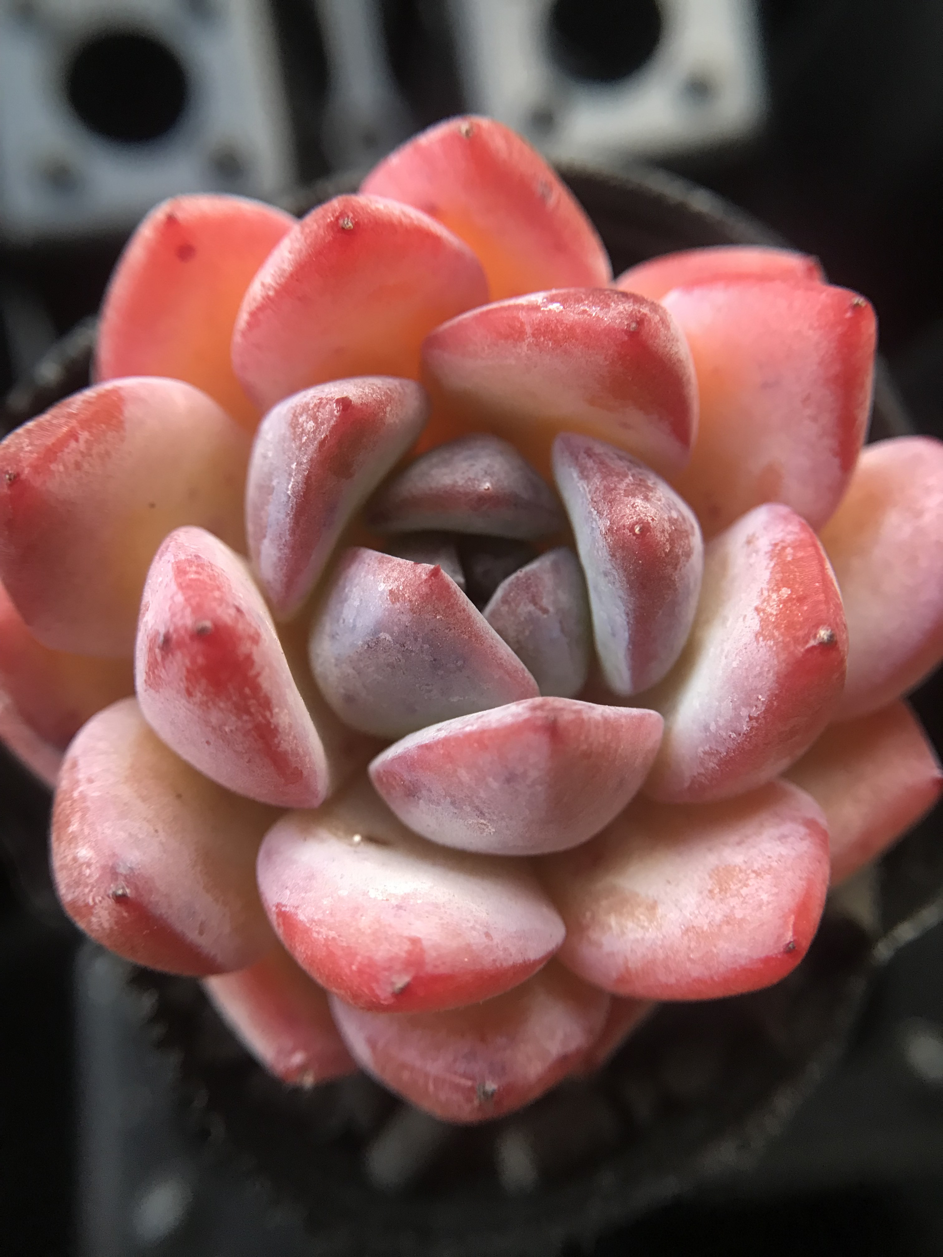 お値下け中‼️【韓国苗】ストロベリーアーモンド  抜き苗 お値下け中‼️【韓国苗】ストロベリーアーモンド 抜き苗 お値下け