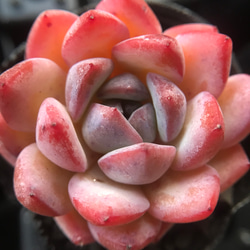 新入荷 超美苗 多肉植物 エケベリア ストロベリーアーモンド 抜き苗 1