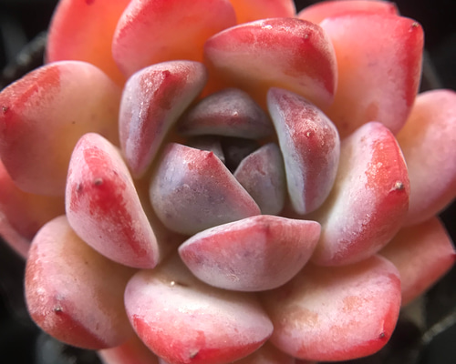 新価格】ストロベリーアーモンド エケべリア韓国苗多肉植物|ポコ