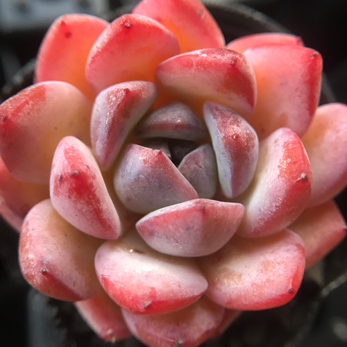 新入荷 超美苗 多肉植物 エケベリア ストロベリーアーモンド