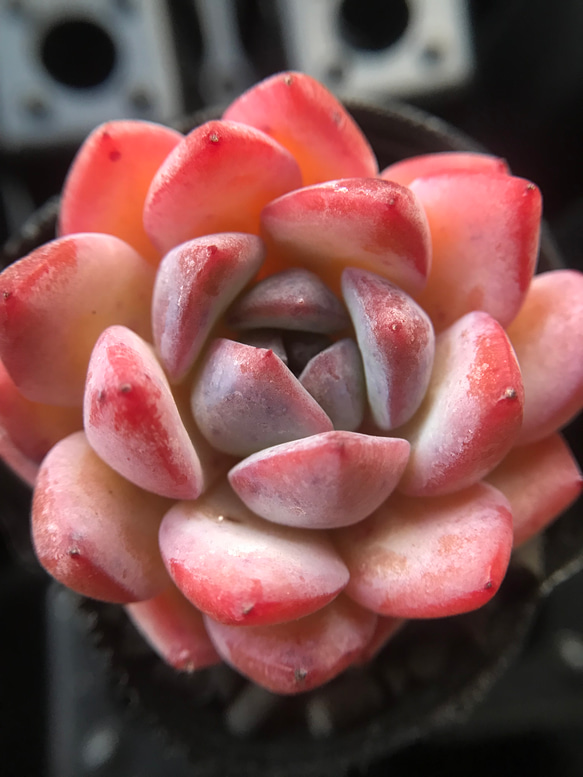 新入荷 超美苗 多肉植物 エケベリア ストロベリーアーモンド