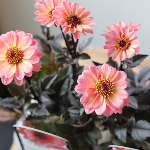 銅葉プチダリア ハミングブロンズ 