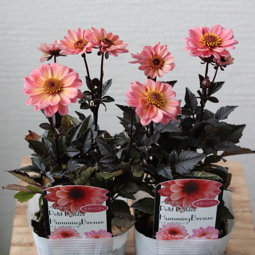 銅葉プチダリア ハミングブロンズ 