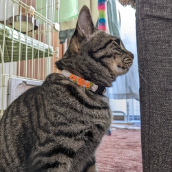 キンモクセイ　猫さんにやさしい首輪【かぎ針編み　猫の首輪　猫　首輪　セーフティバックル　アジャスター　軽い　やわらかい】 6枚目の画像